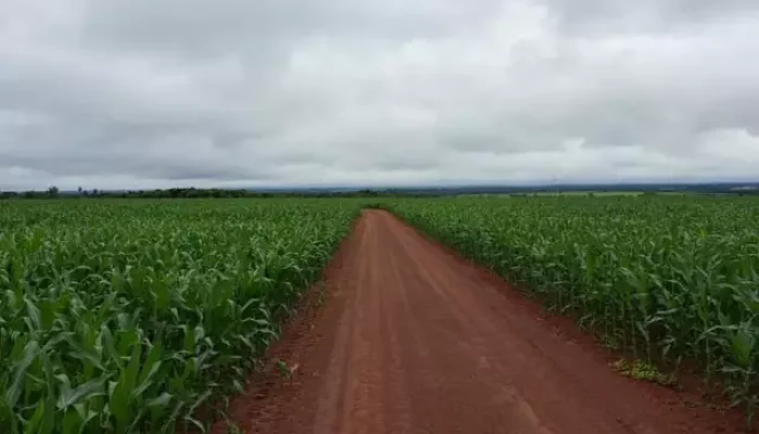 Soja cultivada em fazenda sul-mato-grossense. (Foto: Arquivo/Aprosoja)