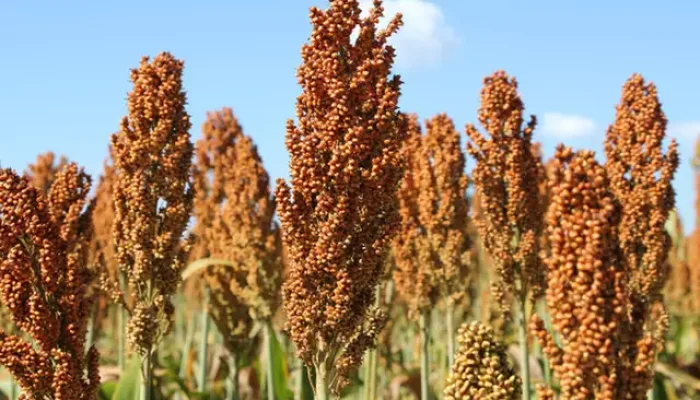 Sorgo é um grão parecido com o milho, que pode ser cultivado em áreas com pouca chuva, sendo uma opção para o produtor. (Foto: Arquivo/Semadesc)
