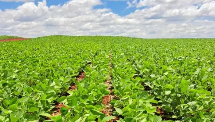 Área de soja deve crescer em MS para atender demanda do biodiesel, com estimativa de mais 770 mil hectares até 2035 (Foto: Wesley Santos/Aprosoja/MS)