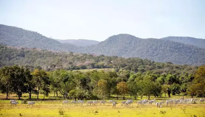 Área explorada pela pecuária no Pantanal de MS (Foto: Divulgação)