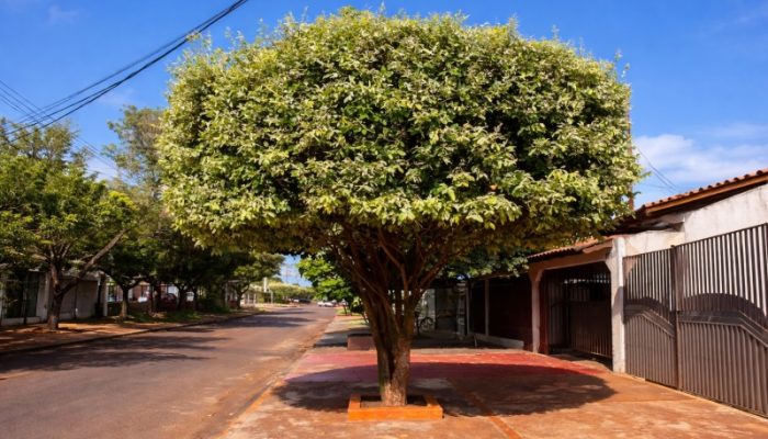 Cada árvore plantada representa um avanço na construção de uma cidade mais saudável, bonita e sustentável. Foto: Reprodução