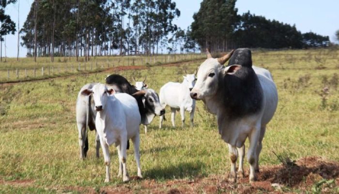 Rebanho de Mato Grosso do Sul. (Divulgação, Iagro)