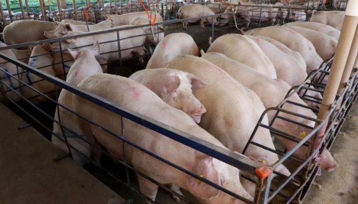 O avanço do setor foi evidenciado durante o 4º Encontro de Lideranças da Suinocultura, realizado pela Asumas (Associação Sul-Mato-grossense de Suinocultores). Foto: Arquivo/Governo MS