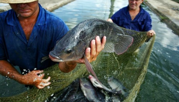 MS ocupa a 6ª posição entre os maiores produtores de tilápia do Brasil - Divulgação